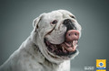 Pedigree:free your dog from bad breath