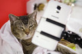 Virgin Mobile:  teaches cats to take selfies