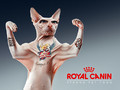 Royal Canin: Strong pet food