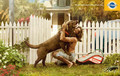 Pedigree: No one misses you as much as your dog.