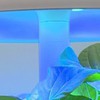 Plantui-fotosynteza-roślin-655-ss