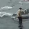 delfiny-masakra-wyspy-owcze455
