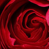 dzieńkobiet-róża-150