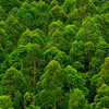 ekologia-drzewa-150