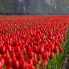 holandia-tulipany-150