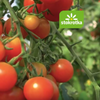 stokrotka-pomidory-150
