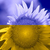 ukraina-flagakwiat-655