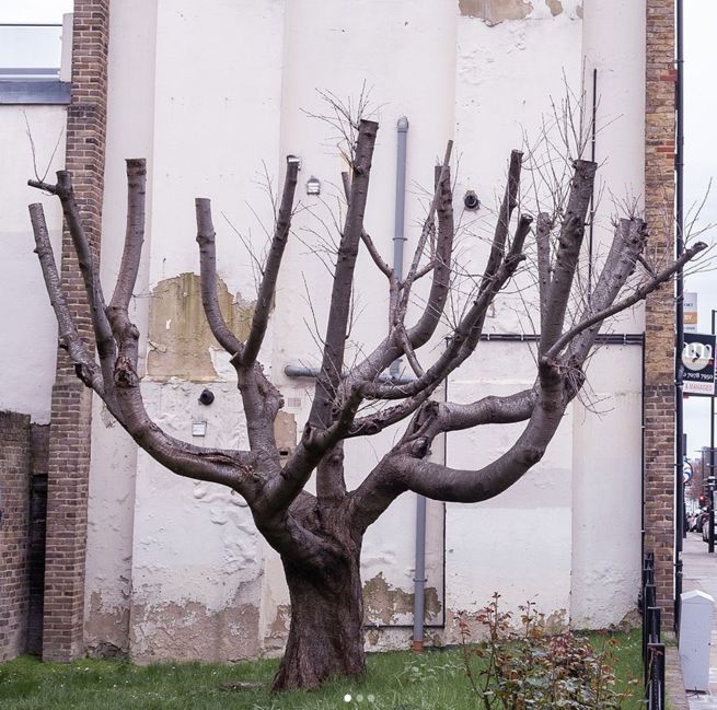 banksy-drzewo-londyn