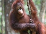 orangutan