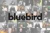 bluebird-655