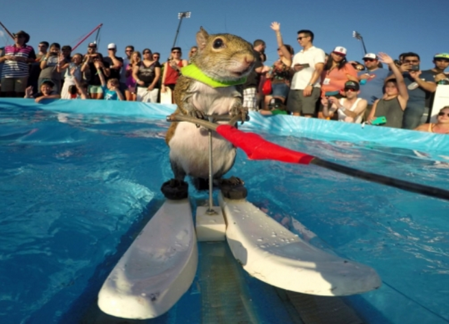 Kadr ze spotu GoPro „Twiggy the Waterskiing Squirrel”
